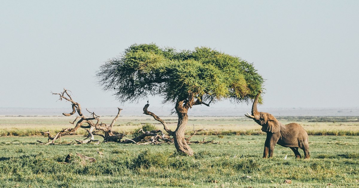 Tour and safari company web design Kenya Maasai Mara itinerary booking
